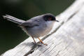 Sardinian Warbler