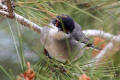 Sardinian Warbler