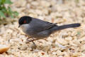 Sardinian Warbler