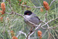 Sardinian Warbler