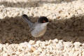 Sardinian Warbler