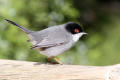 Sardinian Warbler