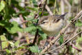 Sedge Warbler