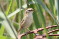 Sedge Warbler