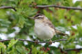 Sedge Warbler