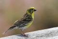 Serin