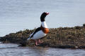 Shelduck