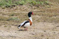 Shelduck