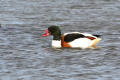 Shelduck