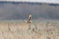 Short-eared Owl