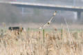 Short-eared Owl