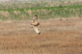 Short-eared Owl