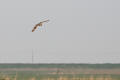 Short-eared Owl