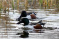 Shoveler