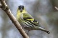 Siskin