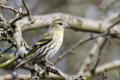 Siskin