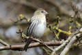 Siskin