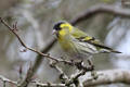 Siskin