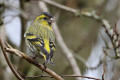 Siskin