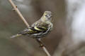 Siskin