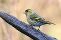 Siskin