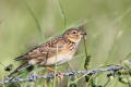 Skylark