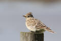 Skylark