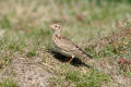 Skylark