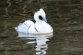 Smew