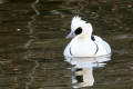 Smew