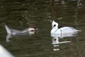 Smew