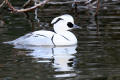 Smew