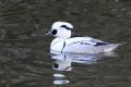 Smew