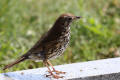 Song Thrush