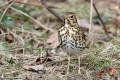 Song Thrush