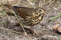 Song Thrush