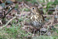 Song Thrush