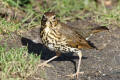 Song Thrush