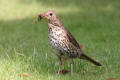 Song Thrush