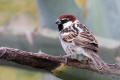 Spanish Sparrow