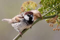 Spanish Sparrow