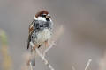 Spanish Sparrow