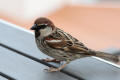 Spanish Sparrow