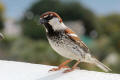 Spanish Sparrow