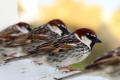 Spanish Sparrow