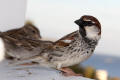 Spanish Sparrow