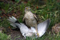 Sparrowhawk