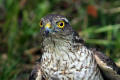 Sparrowhawk