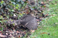 Sparrowhawk