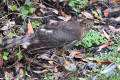 Sparrowhawk